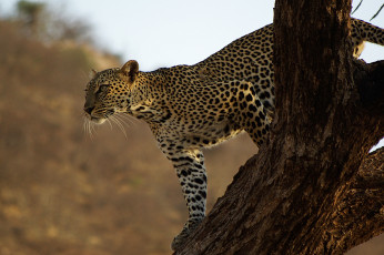 Картинка животные леопарды дерево пятна