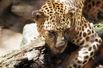 Картинка животные леопарды кошка хищник бревно