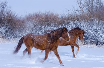 Картинка животные лошади гривы снег зима