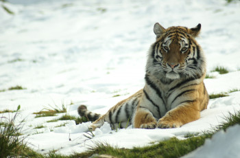 Картинка животные тигры снег отдых