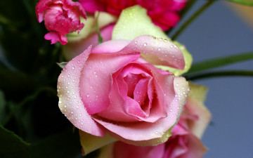 Картинка цветы розы бутон нежность розовый капли