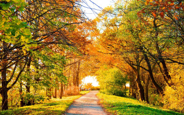 обоя осень, природа, дороги, деревья, дорожка, аллея
