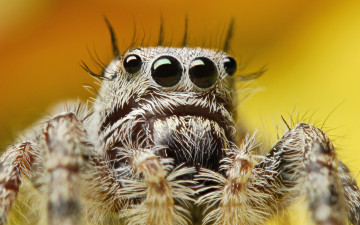 Картинка паук животные пауки макро глаза