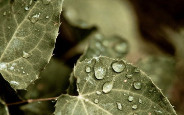 Картинка природа макро вода капли листья