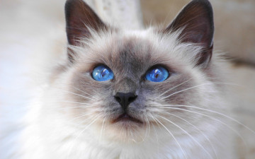 Картинка животные коты голубоглазый пушистый взгляд кот сиамский