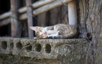 Картинка животные коты кошка спит