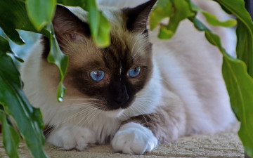 Картинка животные коты кот сиамский голубоглазый листья