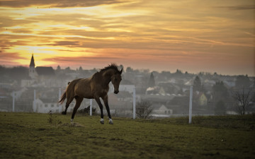 Картинка животные лошади конь закат поле