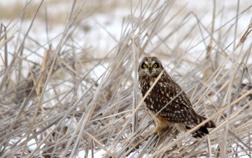 Картинка животные совы снег сова птица трава сухая зима