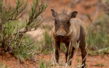 Картинка животные свиньи кабаны кабан фон природа