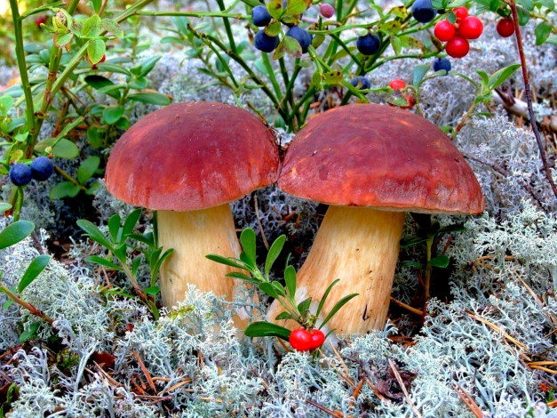 Обои картинки фото природа, грибы, ягоды, мох, боровики