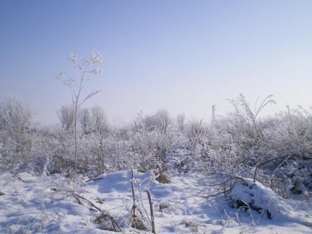 Обои картинки фото природа, зима, кусты, сенг, небо
