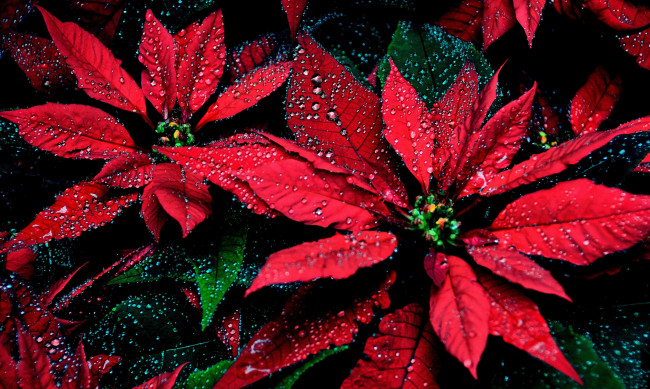 Обои картинки фото цветы, пуансеттия, красный, капли, листья