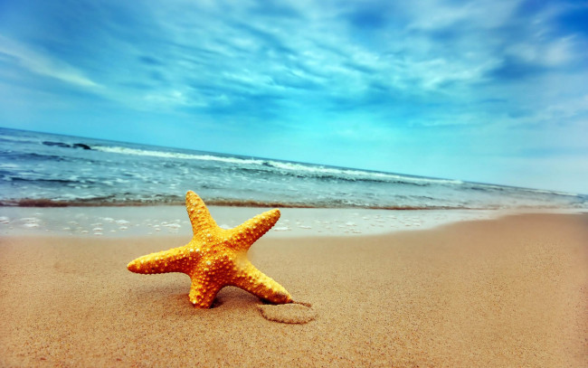 Обои картинки фото морская, звезда, на, песке, животные, морские, звёзды, песок, море, берег
