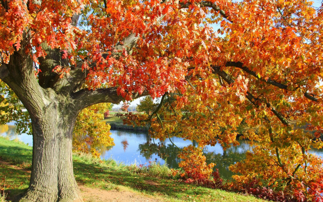 Обои картинки фото природа, деревья, осень, дуб, река