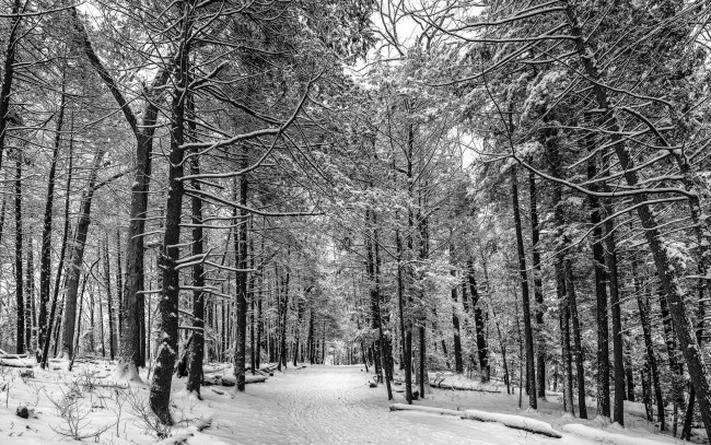 Обои картинки фото природа, зима, лес, снег, дорога