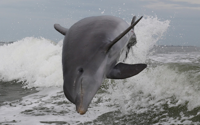 Обои картинки фото животные, дельфины, природа, море, atlantic, bottlenose, dolphin, брызги