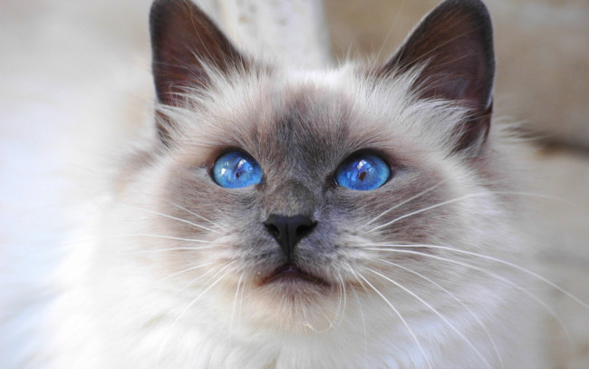Обои картинки фото животные, коты, голубоглазый, пушистый, взгляд, кот, сиамский