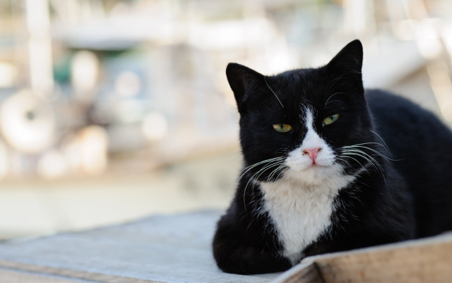 Обои картинки фото животные, коты, лежит, черно-белый, морда, кот, улица