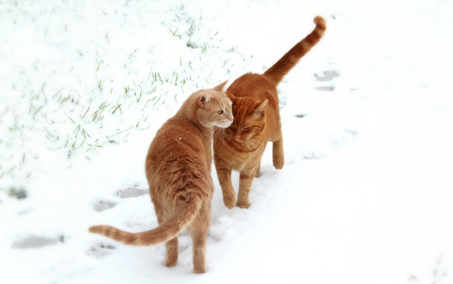 Обои картинки фото животные, коты, снег, кошки, поле