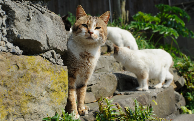 Обои картинки фото животные, коты, ступени, солнечно, внимание, угол, зелень, камни