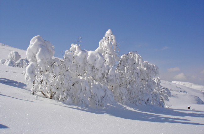 Обои картинки фото природа, зима, сенг, небо, кусты, холм