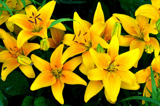 Обои картинки фото цветы, лилии, лилейники, желтый