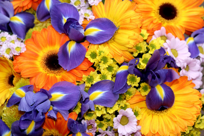 Обои картинки фото цветы, разные, вместе, ирисы, хризантемы, герберы