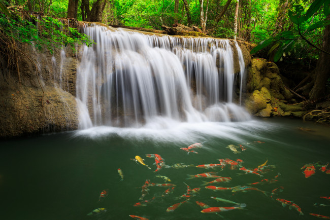 Обои картинки фото природа, водопады, карпы, рыбы, река, лес, таиланд, thailand