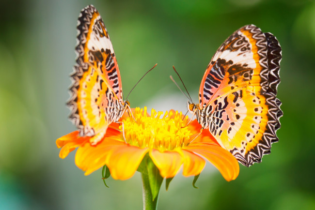 Обои картинки фото животные, бабочки, malay, lacewing, цветок, макро