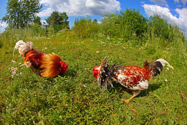 Обои картинки фото животные, куры, петухи, драка