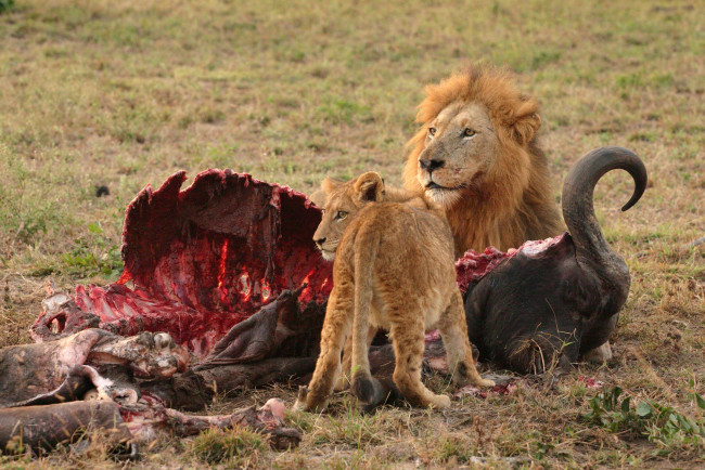 Обои картинки фото животные, львы, добыча, lion, africa