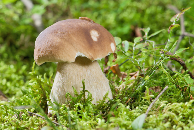 Обои картинки фото природа, грибы, мох, боровик, улитка