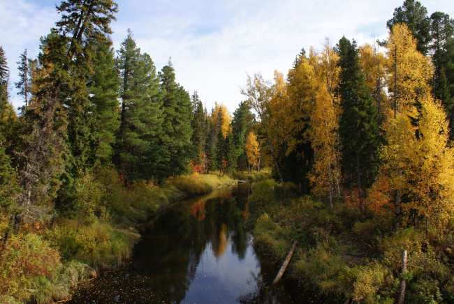 Обои картинки фото природа, нижневартовска, реки, озера, лес, деревья, осень, река, бревна