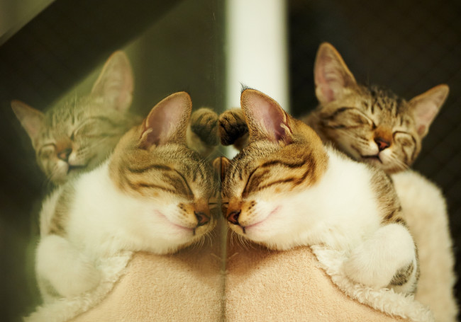 Обои картинки фото животные, коты, отражение, зеркало, сон
