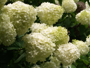 Картинка цветы гортензия белая
