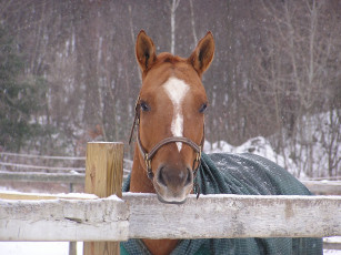 Картинка животные лошади лошадь зима накидка конь