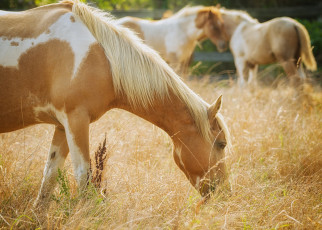 Картинка животные лошади свет пастбище трава конь