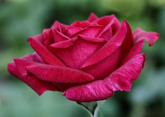 Картинка цветы розы роза лепестки бутон макро