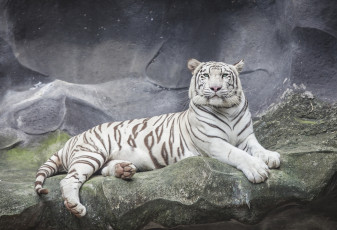 обоя животные, тигры, белый, тигр, отдых, скалы, камни