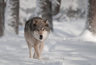 Картинка животные волки снег хищник
