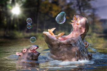 Картинка разное компьютерный+дизайн мыльные пузыри бегемоты детёныш купание