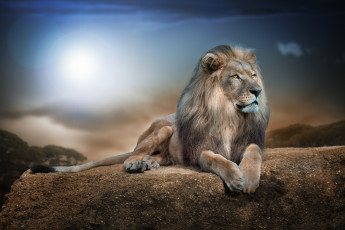 Картинка животные львы портрет царь зверей лев