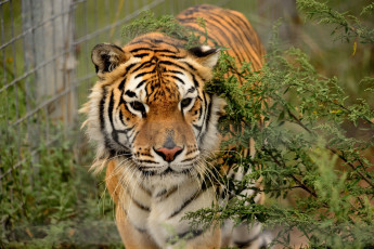 Картинка животные тигры тигр морда