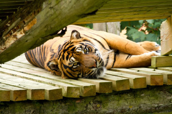 Картинка животные тигры морда тигр отдых