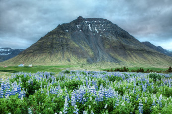 Картинка природа горы гора долина цветы