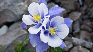 Картинка цветы аквилегия+ водосбор aquilegia камни макро нежность синий голубой аквилегия