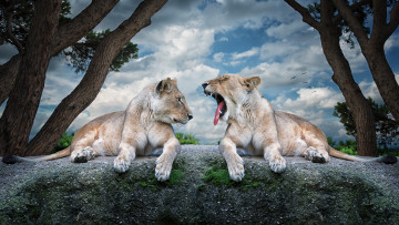 Картинка животные львы львицы