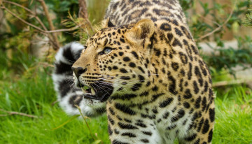 Картинка животные леопарды амурский леопард морда