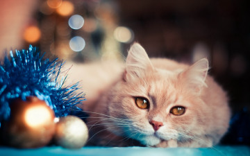 Картинка животные коты кот кошка рыжий шарики взгляд
